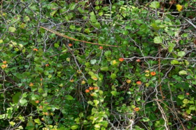 Fitoterapi Alanında Öne Çıkan Alıç Bitkisinin Tıbbi Faydaları ve Kullanım İlkeleri