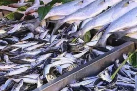 Konserve Balık Sektöründe Besin Değerleri ve Ağır Metal Riskleri Karşılaştırıldı