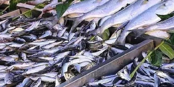 Konserve Balık Sektöründe Besin Değerleri ve Ağır Metal Riskleri Karşılaştırıldı